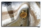 chimere di natura 2
