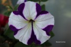 Foto scattata con Canon EOS 1200, ISO 100