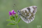 Pontia edusa