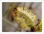 Ape e Fiore