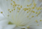 Nel fiore