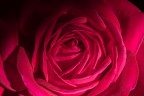 Una rosa recisa, che viene illuminata da una lama di luce che filtra dalla finestra
Critiche e suggerimenti ben accetti.