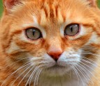 Gatto
