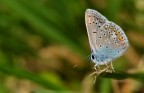 Farfalla