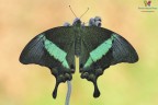 Si, il dritto  pi accattivante.... detta farfalla smeraldo per ovvi motivi :)