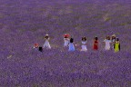 lavanda