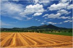 Colli Euganei