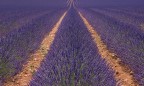 La Lavanda di Valensole - Provenza (Francia) La Lavanda di Valensole - Provenza (Francia)
