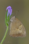 Maniola Jurtina