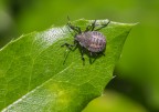 Halyomorpha halys