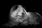 Chow-chow