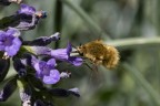 Scusate il titolo, ma sinceramente non so cosa sia, a assomiglia al macroglossum, ma  molto pi piccolo e non ho idea cosa sia qualcuno mi da indicazioni ?