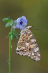 Vanessa Cardui_DSC4451