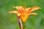 Primo scatto di fiore...