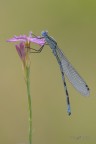 Enallagma cyathigerum
