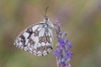 A differenza di molte altre farfalle, la femmina della Melanargia galathea non depone le uova direttamente sulla pianta nutrice, ma le sparge sui prati mentre vola.
Critiche e commenti sono graditi.
MVM2958
[url=http://funkyimg.com/view/2JwDc]H.R.[/url]