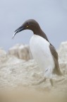 Un pullo lo aspetta con impazienza.
Farne Island, UK