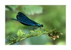libellula blu