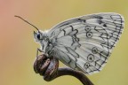 Melanargia russiae