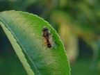 Fotografata mentre si riparava dietro alla foglia dall'aria fredda della sera.
Scattata a mano libera