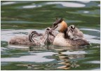 Svasso mamma con piccoli.