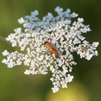 Rhagonycha fulva su Spondilio o sedano dei prati.