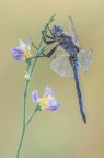 Orthetrum brunneum (Fonscolombe, 1837)
Il suo colore celestino le conferisce un certo fascino.... siete d'accordo?
[url=https://i.imgur.com/uwZBjQu.jpg] Qu [/url]con qualche pixel in pi.
Commenti & critiche sempre graditissimi.