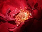 rosso...