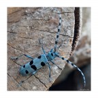 rosalia alpina