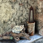 N 22 Gatto selvatico