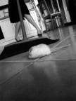 rat in my kitchen
