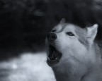 Yuki