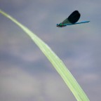 volare...