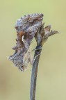 Autographa gamma