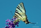 sopra i fiori 3