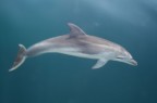 delfino mosso