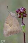 Maniola jurtina