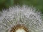 soffione