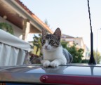 Gattino sulla automobile