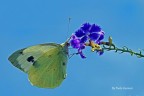 sopra i fiori 4