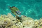 Donzella Pavonina
