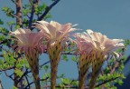 Echinopsis