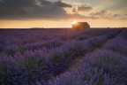 Sunset on the lavander fields