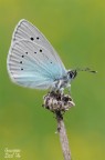 Glaucopsyche alexis