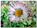 primo macro