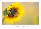 Ape &amp; girasole