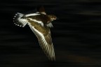 volo notturno