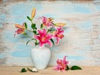Lilium rosa