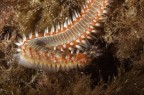 Un altro abitante del nostro mare che purtroppo sta infestano lo stretto di Messina