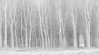 Into trees